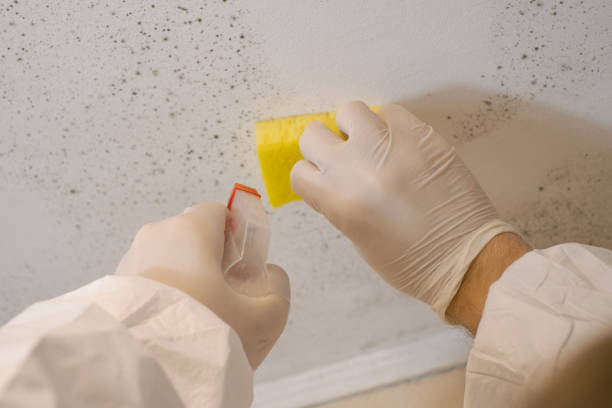 Mold Odor Removal Services